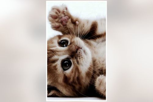 Мастер-класс «Котёнок» картина в технике масло на холсте