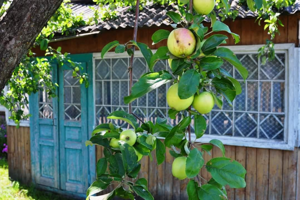 Картина маслом «Лето. Деревня» - мастер-класс
